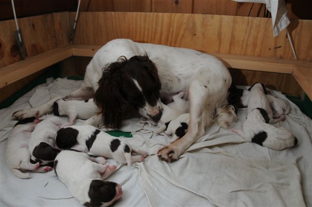 Squareclose Tammi and Puppies